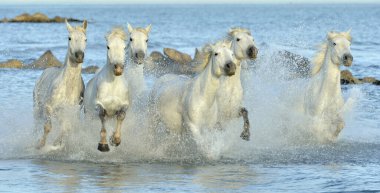 Beyaz Camargue su üzerinde çalışan at sürüsü. Parc bölge de Camargue - Provence, Fransa 