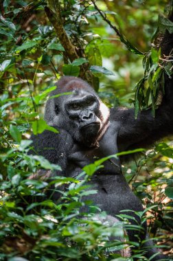 Batı ova goril (Gorilla goril goril) portresi kısa bir mesafede kapatın. Gümüş sırtlı - yetişkin erkeği olarak yerel bir yaşam alanı içinde bir goril. Ormanın Orta Afrika Cumhuriyeti.
