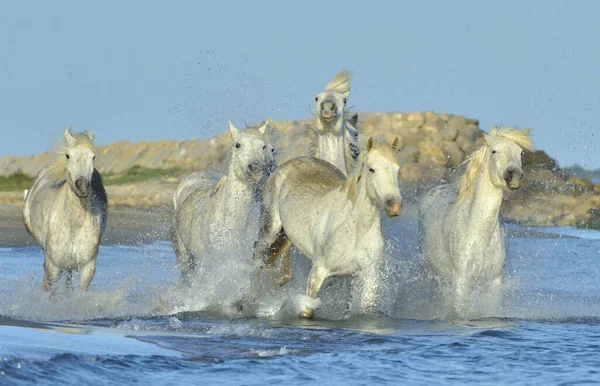 Stádo Bílých Camargue Koní Běží Vodě Parc Regional Camargue Provence — Stock fotografie