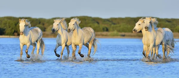 Stado Koni Camargue White Działa Wodzie Parc Regional Camargue Prowansja — Zdjęcie stockowe