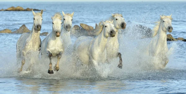 Csorda Fehér Camargue Fut Vízen Regionális Parc Camargue Provence Franciaország — Stock Fotó