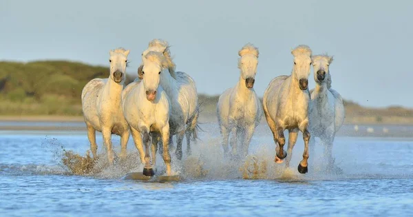 Besättning Med Vita Camargue Hästar Körs Vattnet Parc Regional Camargue — Stockfoto