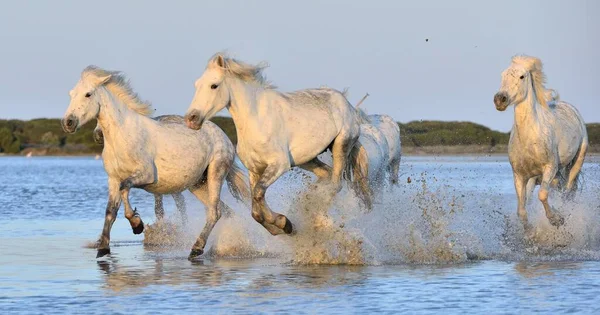 水の上を実行している白いカマルグ馬の群れ パルク地域ド カマルグ プロヴァンス フランス — ストック写真