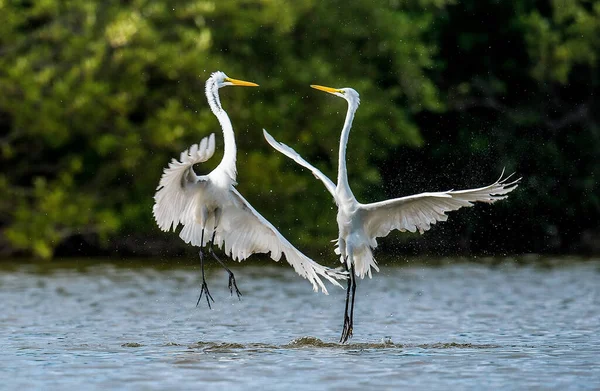 Die Kämpfenden Silberreiher Ardea Alba Kuba — Stockfoto