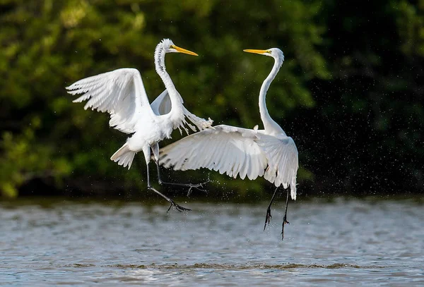 싸우는 위대한 Egrets 아르데아 — 스톡 사진