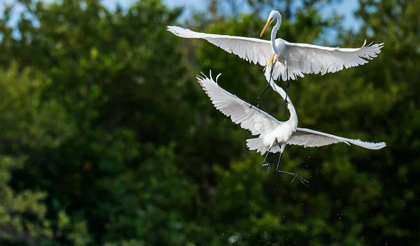 Mücadele Büyük Egrets Ardea Alba Küba — Stok fotoğraf