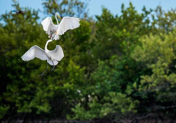 Fighting Great Egrets Ardea Alba Cuba — Stock Photo, Image