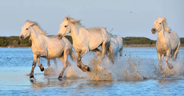 Herd White Camargue Cavalli Che Corrono Sull Acqua Parc Regional Immagine Stock