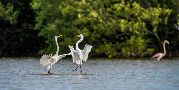 Les Grands Aigrettes Combat Ardea Alba Cuba Image En Vente