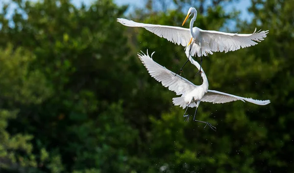 Mücadele Büyük Egrets Ardea Alba Küba Telifsiz Stok Imajlar