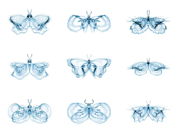 Diversity of Fractal Butterflies — Stock Photo, Image