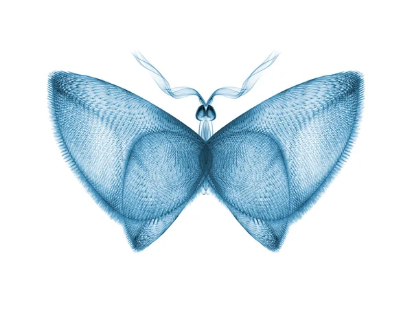 Πεταλούδα κομψότητα — Φωτογραφία Αρχείου