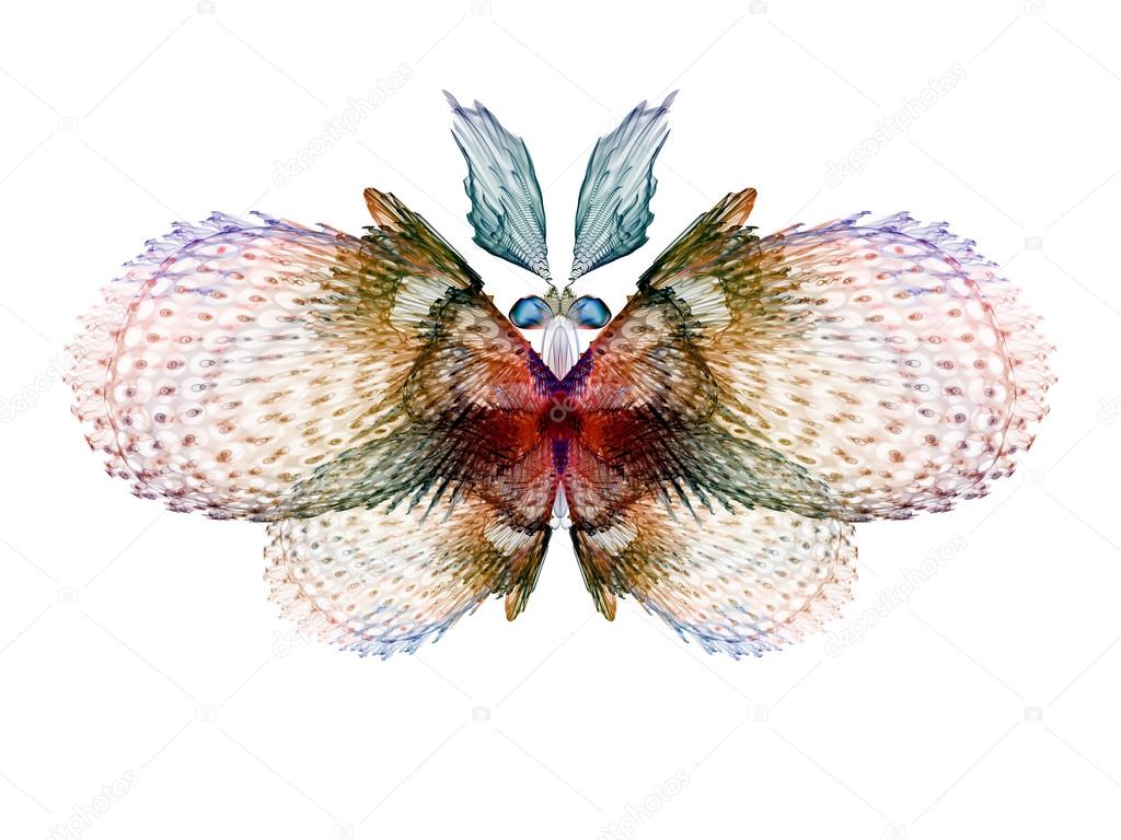 Fractal Butterfly