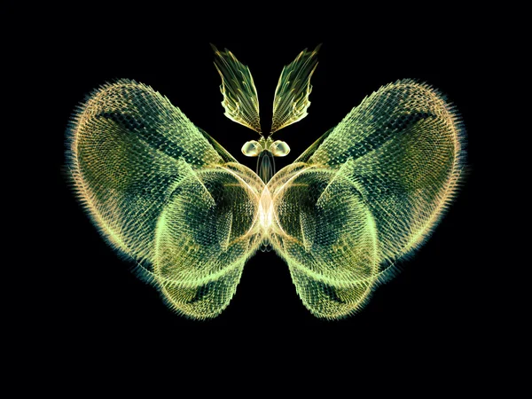 Kelebek arayışı içinde — Stok fotoğraf