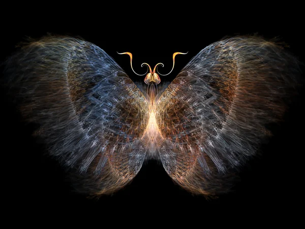 Visualisation papillon — Photo