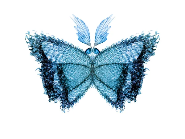 Elegancia mariposa — Foto de Stock