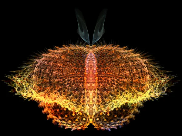 複雑な蝶 — ストック写真