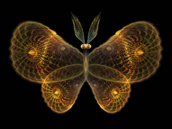 Elegance motýl — Stock fotografie