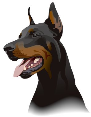 Doberman köpek. illüstrasyon.
