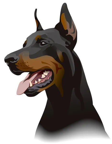 Doberman hund. illustration. — Stockfoto