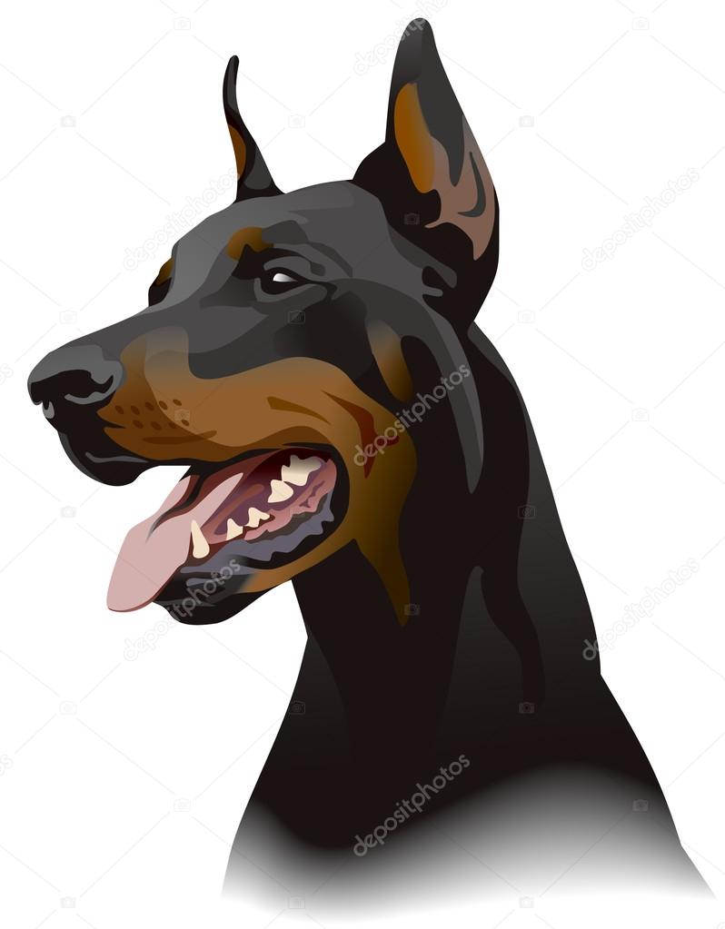 Doberman dog. Illustration.