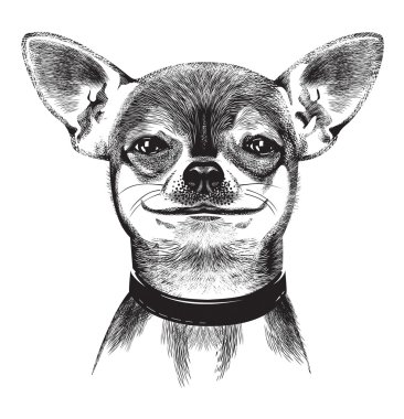 köpek chihuahua. illüstrasyon
