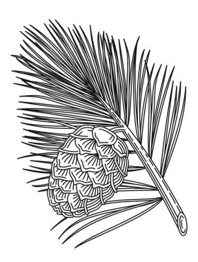 Sedir şube koni ile