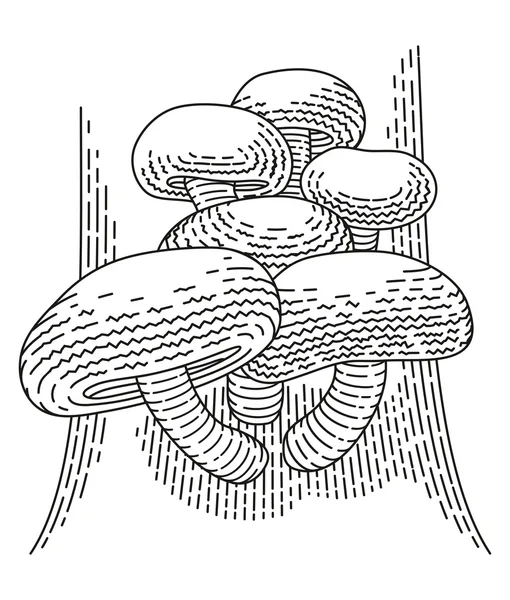 Μανιτάρια shiitake — Φωτογραφία Αρχείου