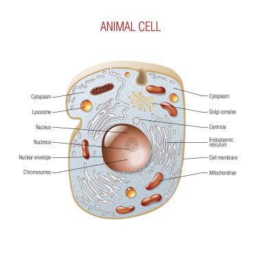 hayvan hücresi