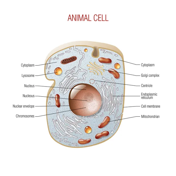 Célula animal —  Fotos de Stock