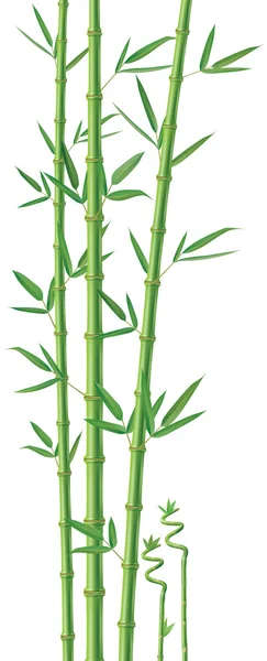 Ilustração de bambu — Fotografia de Stock