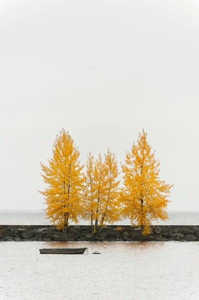 港の岸壁に秋の色の木 — ストック写真