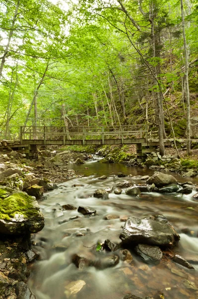 Río fluye a través de un bosque en el backgrond es un puente — Foto de Stock