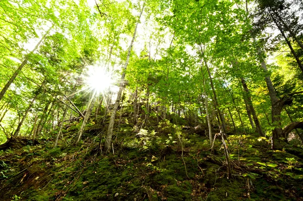 La lumière du soleil pénètre dans les forêts caduques vertes — Photo