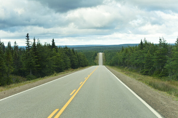 Highway through pine tree forest