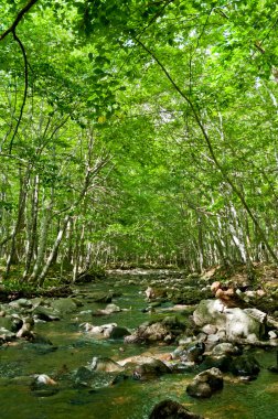 büyülü bir yeşil orman içinden nehir akar