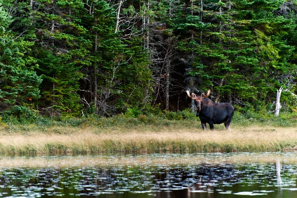 Curious Moose in the forest close to lake — Stock Photo, Image