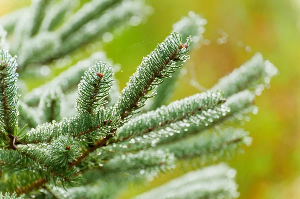 Wet Christmas tree branches — Stock Photo, Image