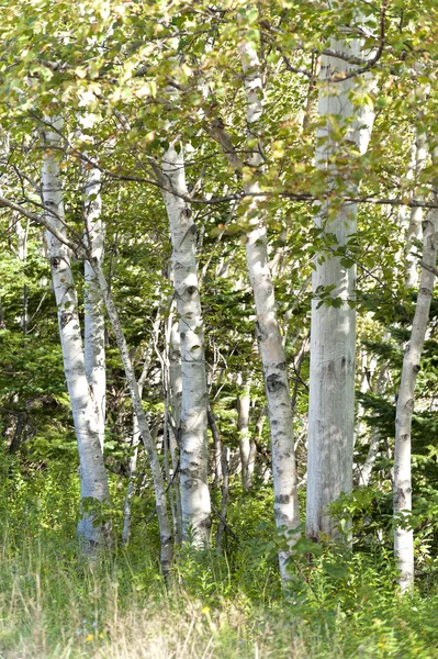 Drzewa brzoza — Zdjęcie stockowe