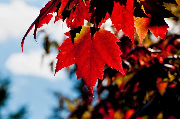 Rode esdoorn boom blad, terug verlicht — Stockfoto