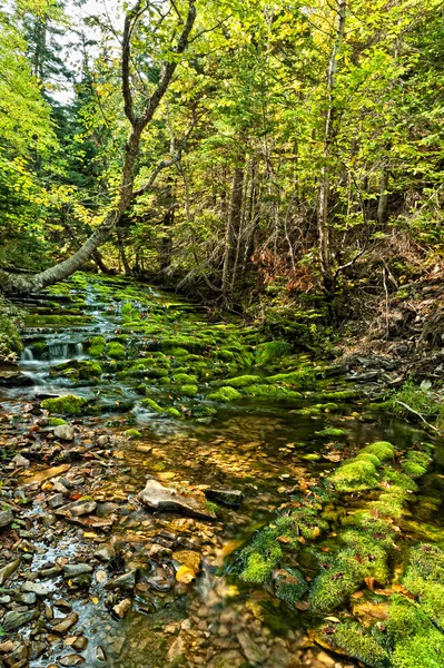 Cascata nella foresta nella stagione autunnale — Foto Stock