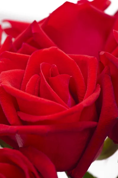 Hermosa rosa roja de cerca disparar —  Fotos de Stock