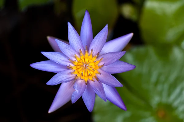 Hermoso lirio de agua — Foto de Stock