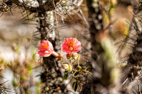 Blooming cactus — Stock Photo, Image