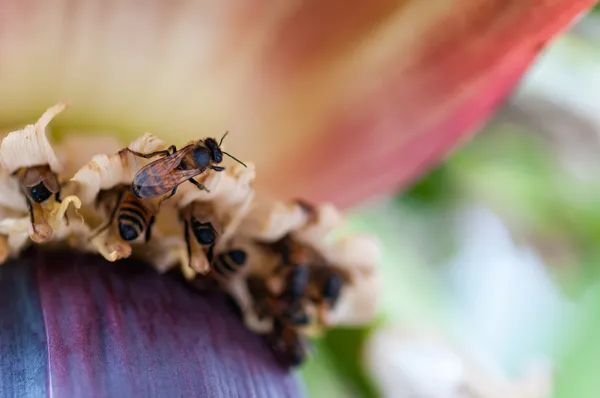 Bienen bestäuben eine Bananenblüte — Stockfoto