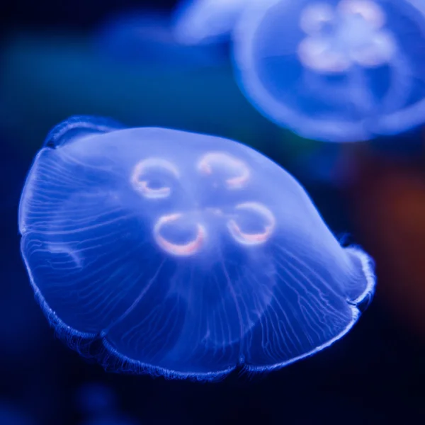 Jellyfish in Blue — Stock Photo, Image