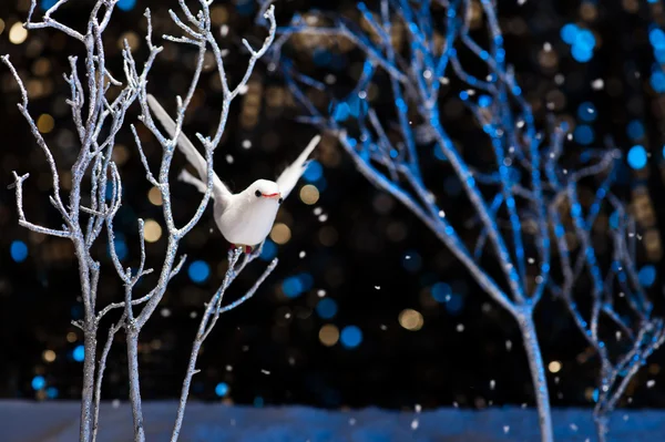 White bird in winter — Stock Photo, Image