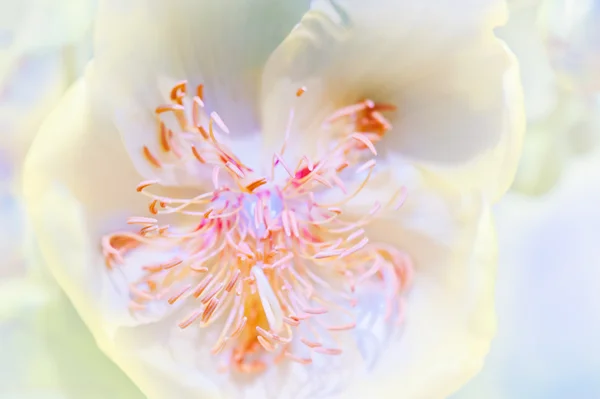 Flor abstracta — Foto de Stock