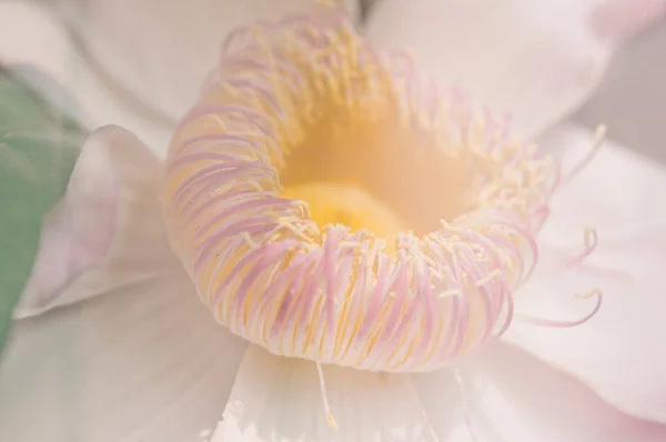 Flor de color rosa vintage y amarillo — Foto de Stock