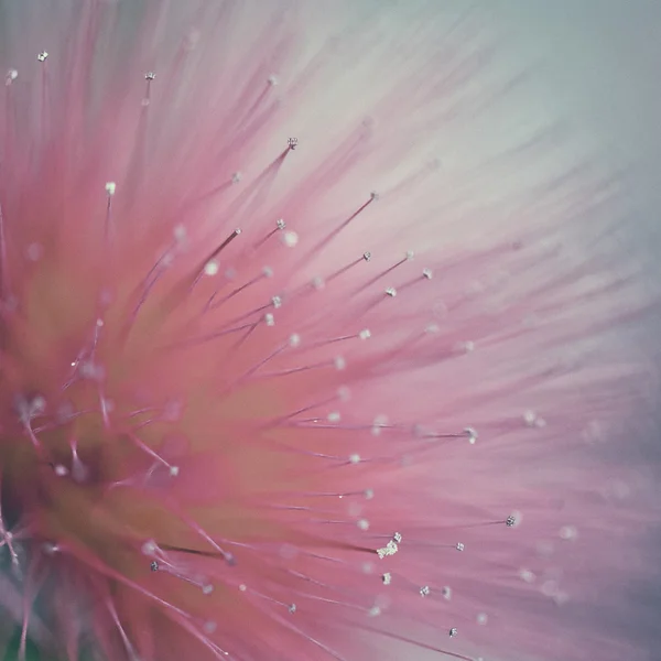 Vintage flor roja — Foto de Stock